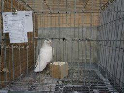 XIV Concurso Exposición de Palomas de Raza en Mula 2024